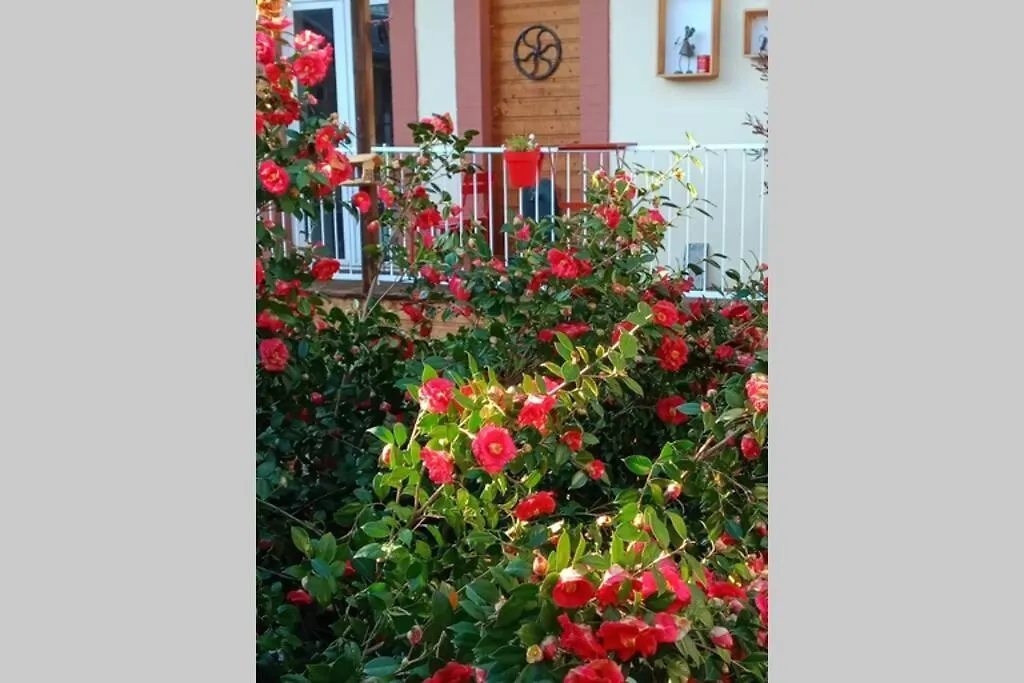 Appartement T2 Situe A Marcadieu Tarbes 0*,  France